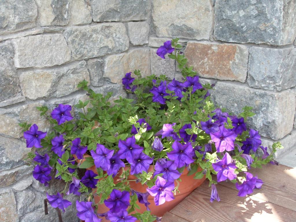 تشامبولوك Residence Les Myosotis المظهر الخارجي الصورة